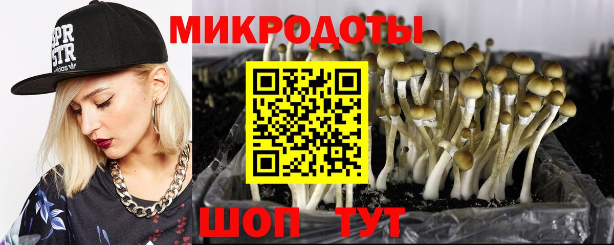 Псилоцибиновые грибы Psilocybine cubensis Михайловск